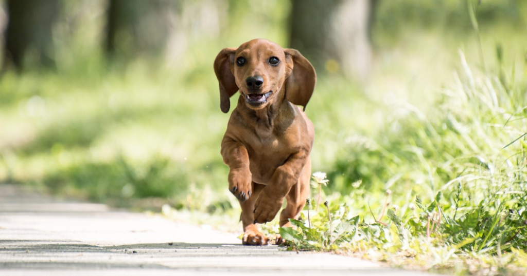 Dachshund Coat