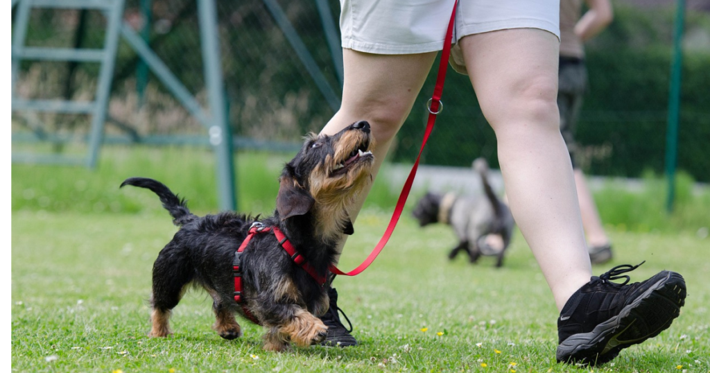 Ear Cleaning