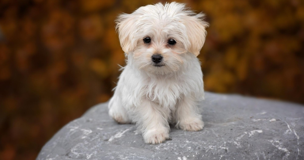 The Maltese is a small, elegant dog breed known for its long, silky white coat, affectionate nature, and playful personality. Standing at about 7 to 9 inches tall and weighing between 4 to 7 pounds, the Maltese is a toy breed that thrives on companionship and loves to be the center of attention. Despite their petite size, they are energetic, confident, and often display a joyful attitude.