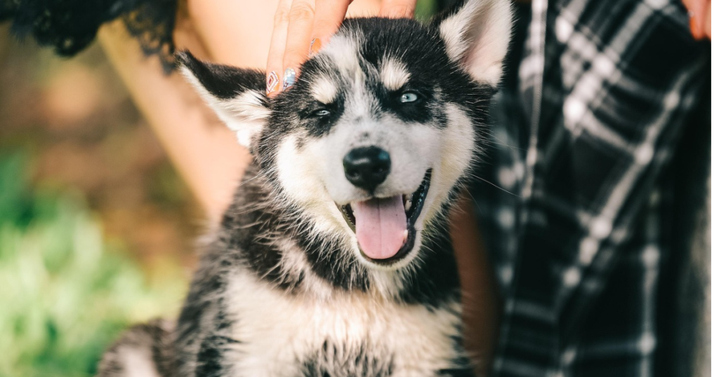 Engagement dog